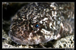 Cottus Gobio - European bullhead; il love the reflection ... by Daniel Strub 